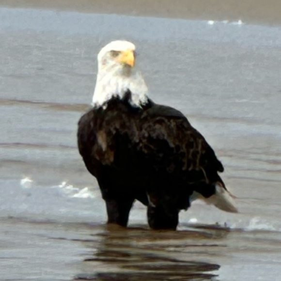 eagleeye_resale